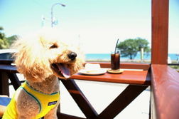 DOG CAFE ドンソレイユの新着情報写真